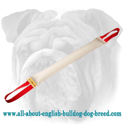 https://www.all-about-english-bulldog-dog-breed.com/images/English-Bulldog-bite-tug-fire-hose-super-durable-TE53_LRG.jpg