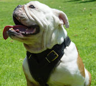 Leather Connector, Fits Bulldog Chest Harness