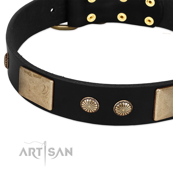 Full grain natural leather dog collar with embellishments for everyday walking