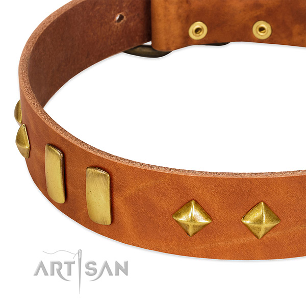 Walking full grain leather dog collar with incredible studs