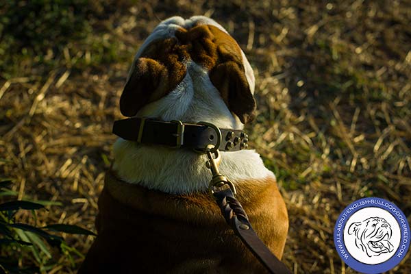 Strong Leather English Bulldog Collar with Massive Fittings