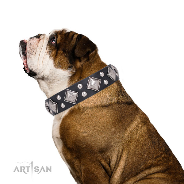 Daily walking embellished dog collar made of quality natural leather