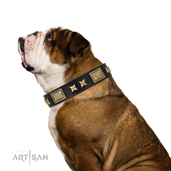 Everyday use dog collar with exceptional embellishments