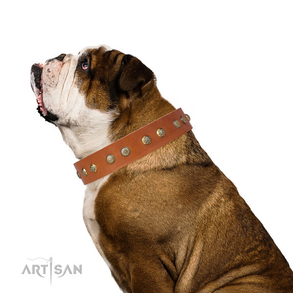 Stylish studs on handy use full grain natural leather dog collar