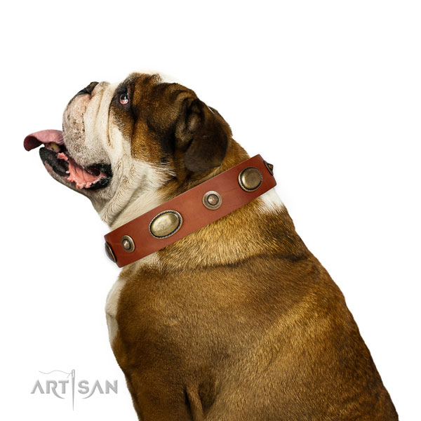 Walking dog collar of leather with awesome adornments