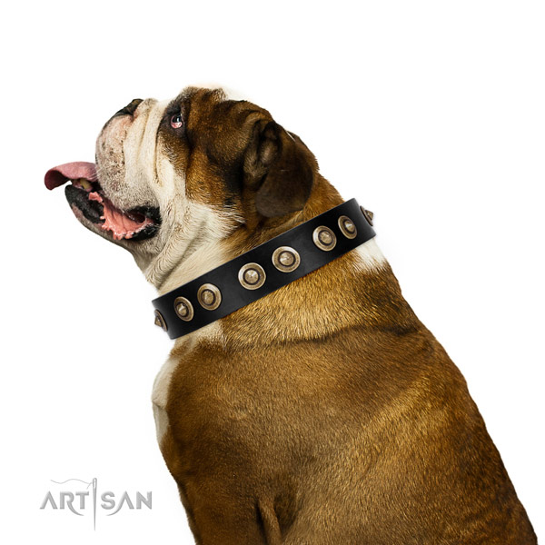 Walking dog collar of leather with exceptional adornments