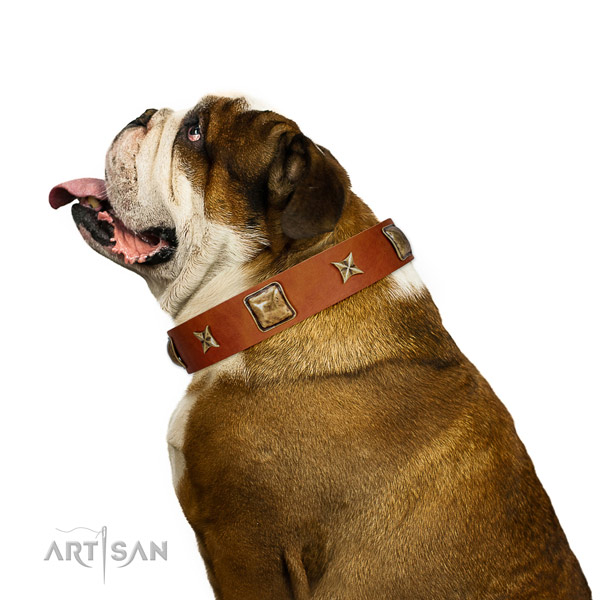 Amazing leather dog collar with adornments