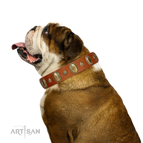 Embellished full grain natural leather dog collar with corrosion resistant hardware