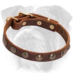 Safe Leather Collar for English Bulldog Puppy