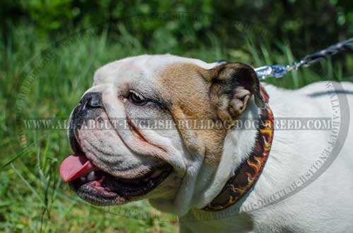 English Bulldog Flamed Leather Collar Hypoallergic
