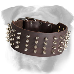 Spiked leather English Bulldog collar for walking