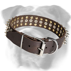 Quality English Bulldog collar with durable fittings