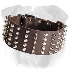 Leather English Bulldog collar with spikes and studs