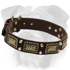 Super comfortable leather English Bulldog collar