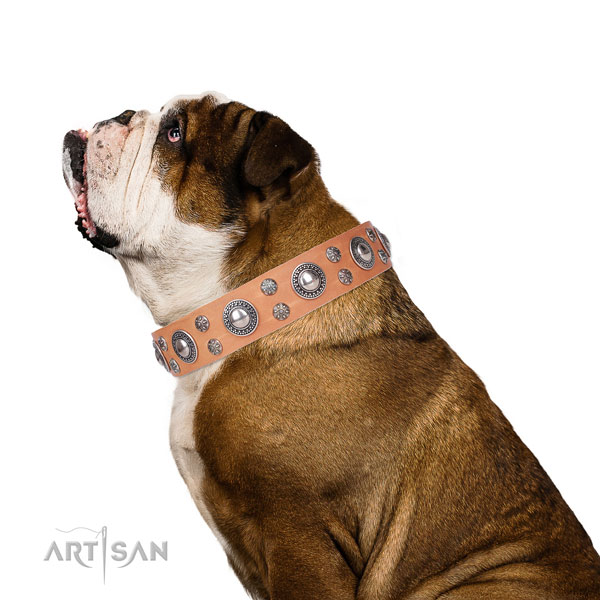 English Bulldog remarkable full grain leather dog collar for comfy wearing