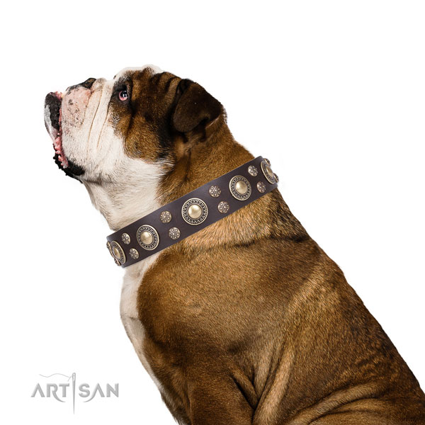 English Bulldog unusual full grain natural leather dog collar for walking