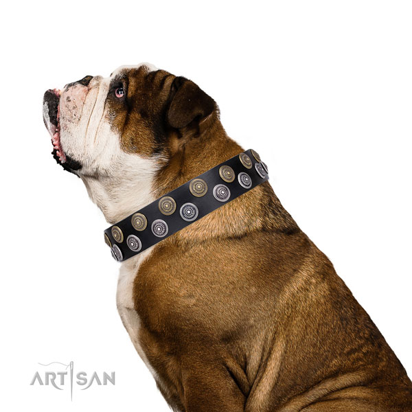 English Bulldog impressive full grain natural leather dog collar for comfy wearing