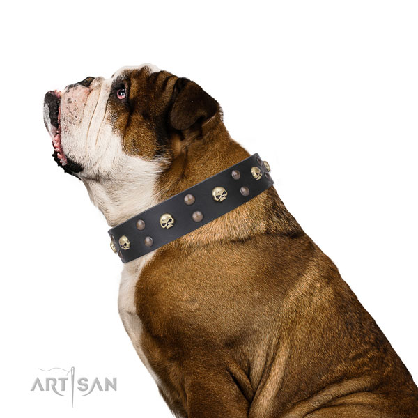 English Bulldog top quality full grain natural leather dog collar for daily use