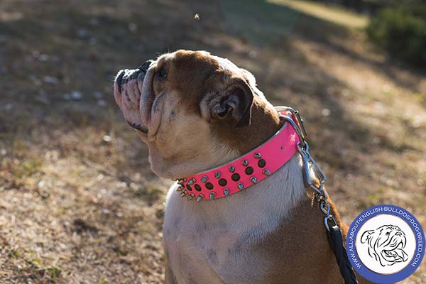 English Bulldog leather collar of genuine materials decorated with spikes and studs  for walking