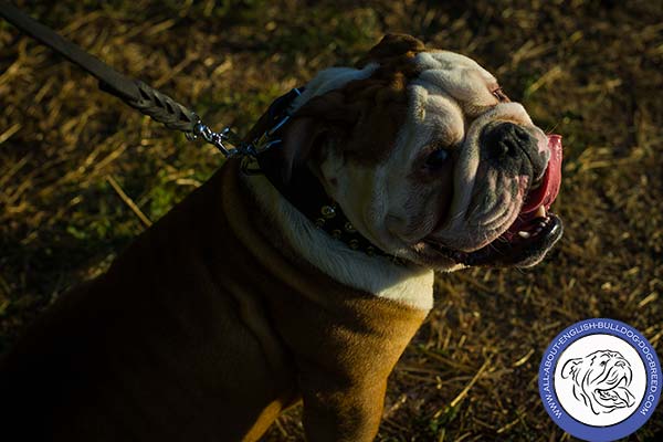English Bulldog black leather collar adjustable  adorned with spikes and studs  for quality control