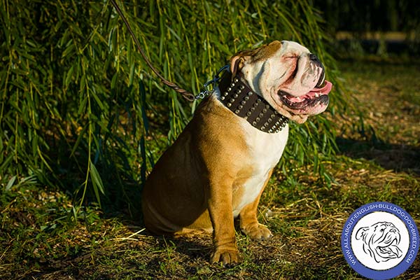 English Bulldog leather collar wide with studs for stylish walks