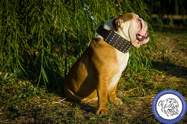 Leather English Bulldog Collar with 5 Rows of Cones