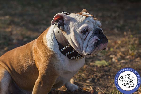Leather English Bulldog Collar with Attractive Spikes
