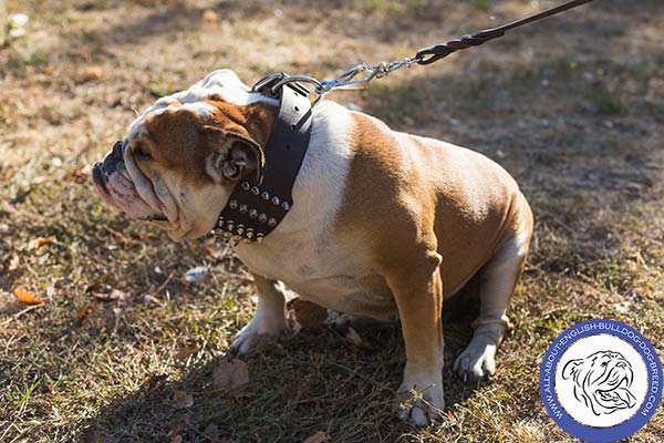 English Bulldog Collar with Nickel-plated Spikes and Cones