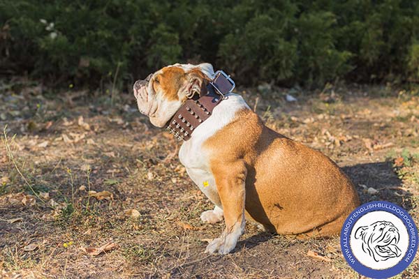 Spiked Leather English Bulldog Collar of Extreme Width