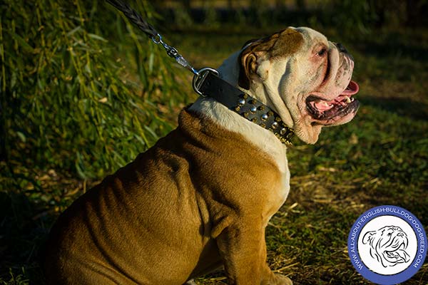 Leather English Bulldog Collar with Mix of Decorations