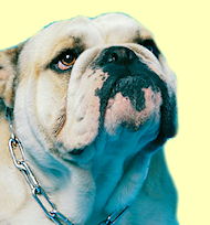 english bulldog chain collar