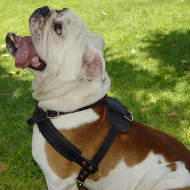 Tracking/Pulling Leather English Bulldog Harness  Tracking/Pulling Leather English Bulldog Harness
