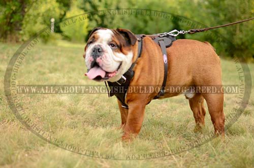 Comfortable Leather Adjustable Harness for Training and  Walking English Bulldog