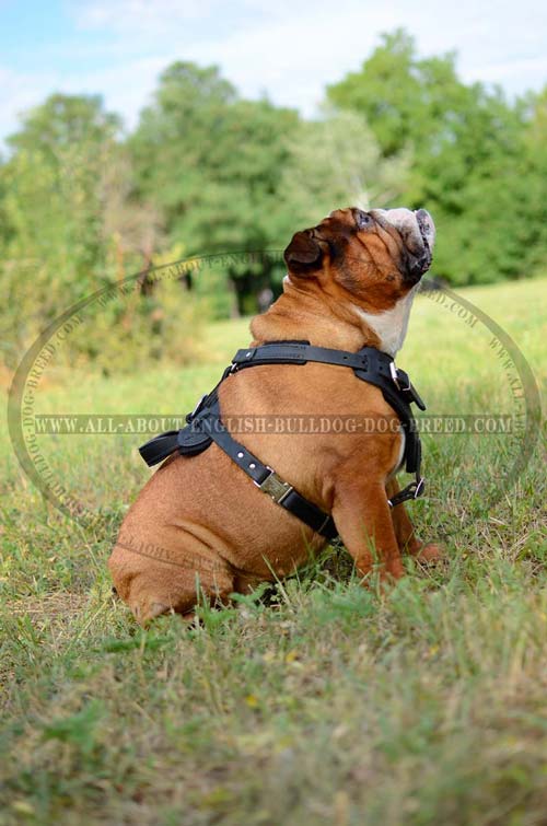 English Bulldog Harness Leather Walking Dog Supply