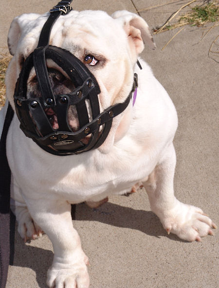 English bulldog muzzle petsmart new arrivals