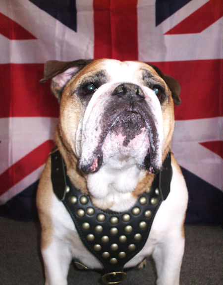 Premium Leather Dog Harness with Brass Fittings for English Bulldog breed