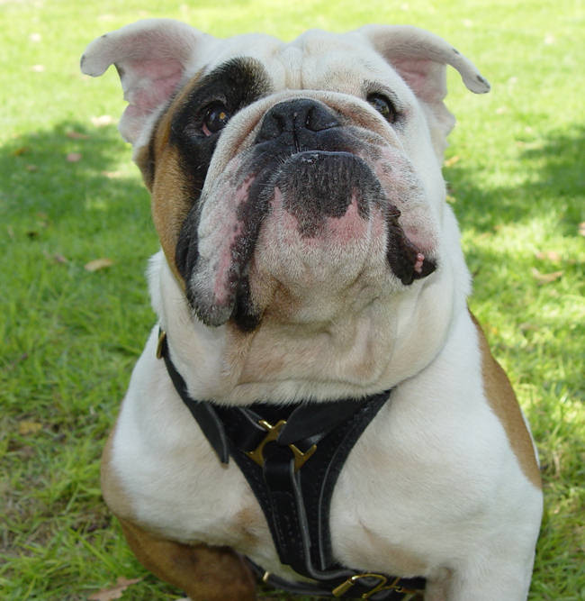 Premium Leather Dog Harness with Brass Fittings for English Bulldog breed