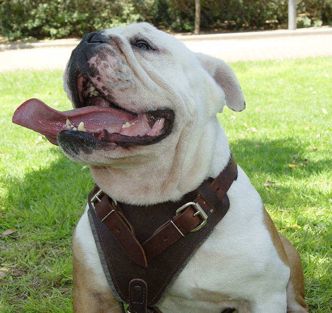 leather dog harnesses for british bulldog